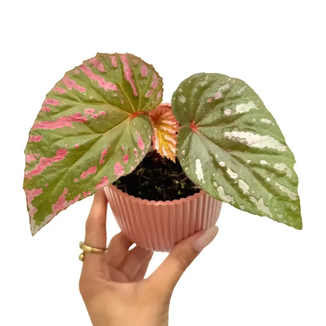 Plant and Stories Begonia Brevirimosa plante pot 8 cm feuillage irisé