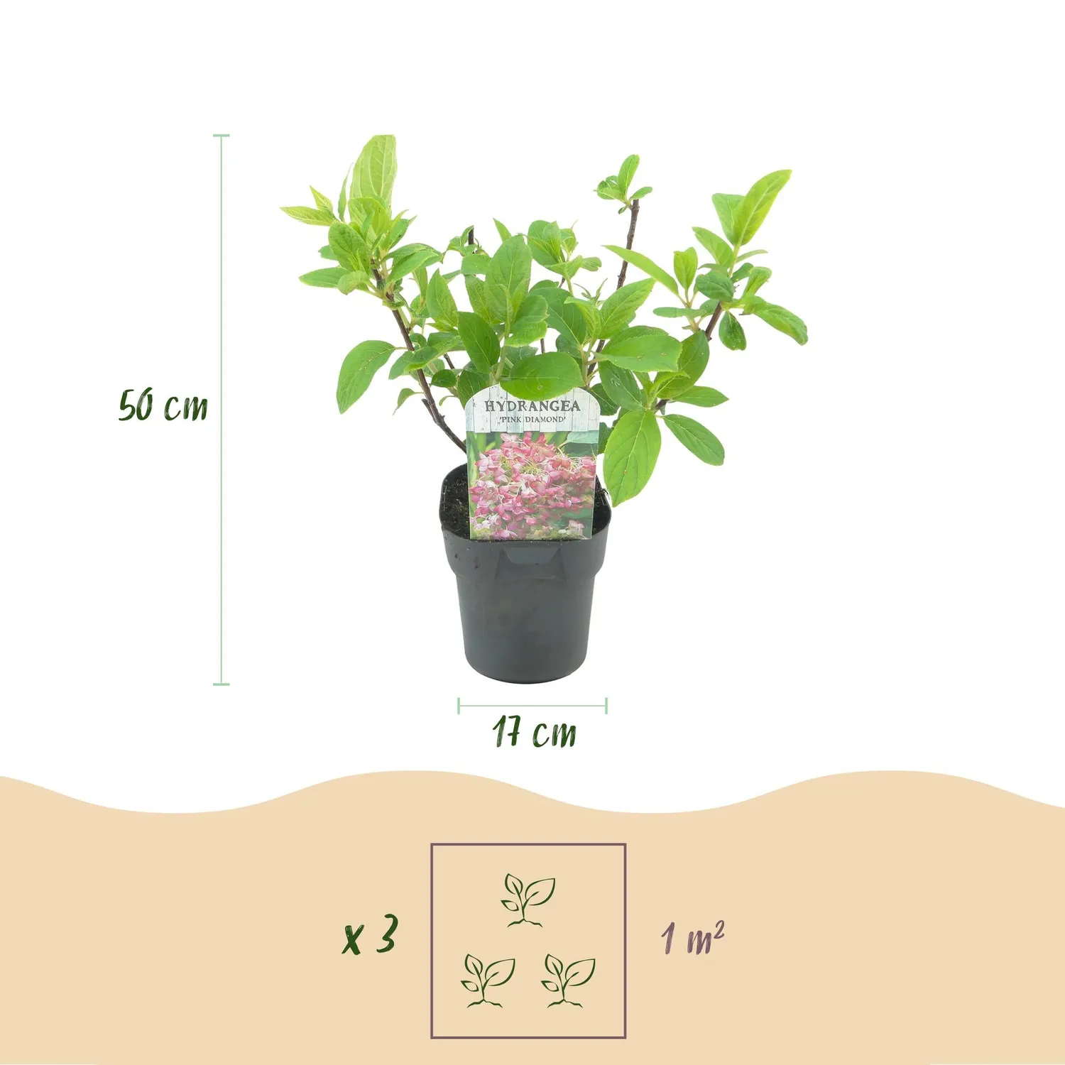Plant and Stories Hortensia Pink Diamond arbuste 50cm