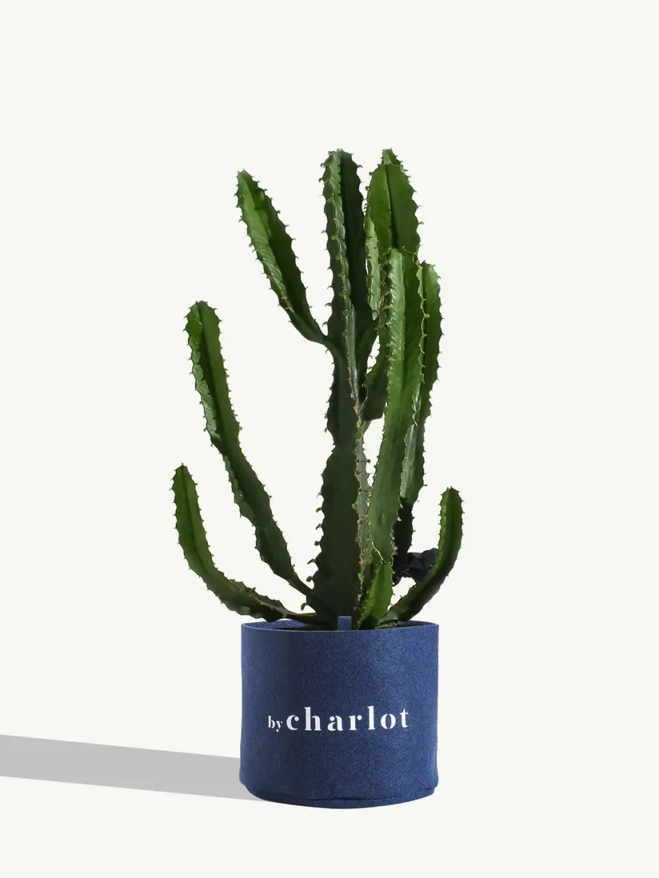By Charlot Le Splendide plante euphorbe 28-32 cm