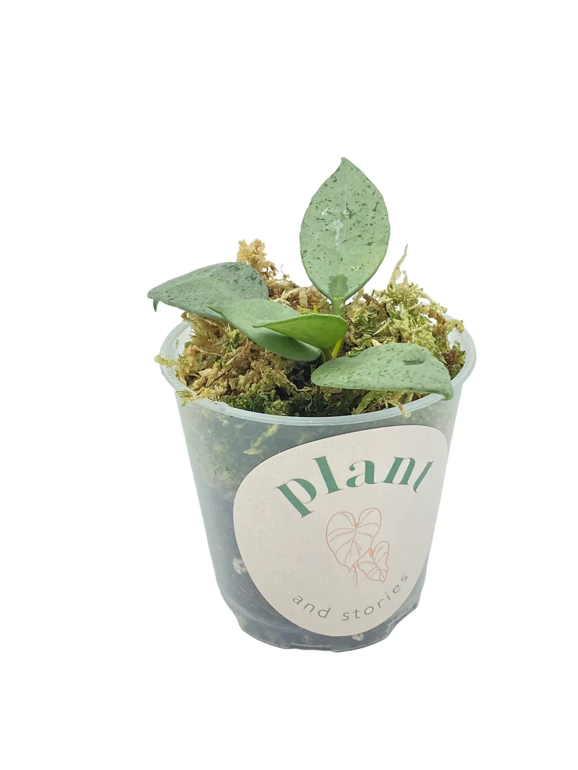 PLANT AND STORIES Hoya Lacunosa Mint plante intérieur pot 9 cm parfumée