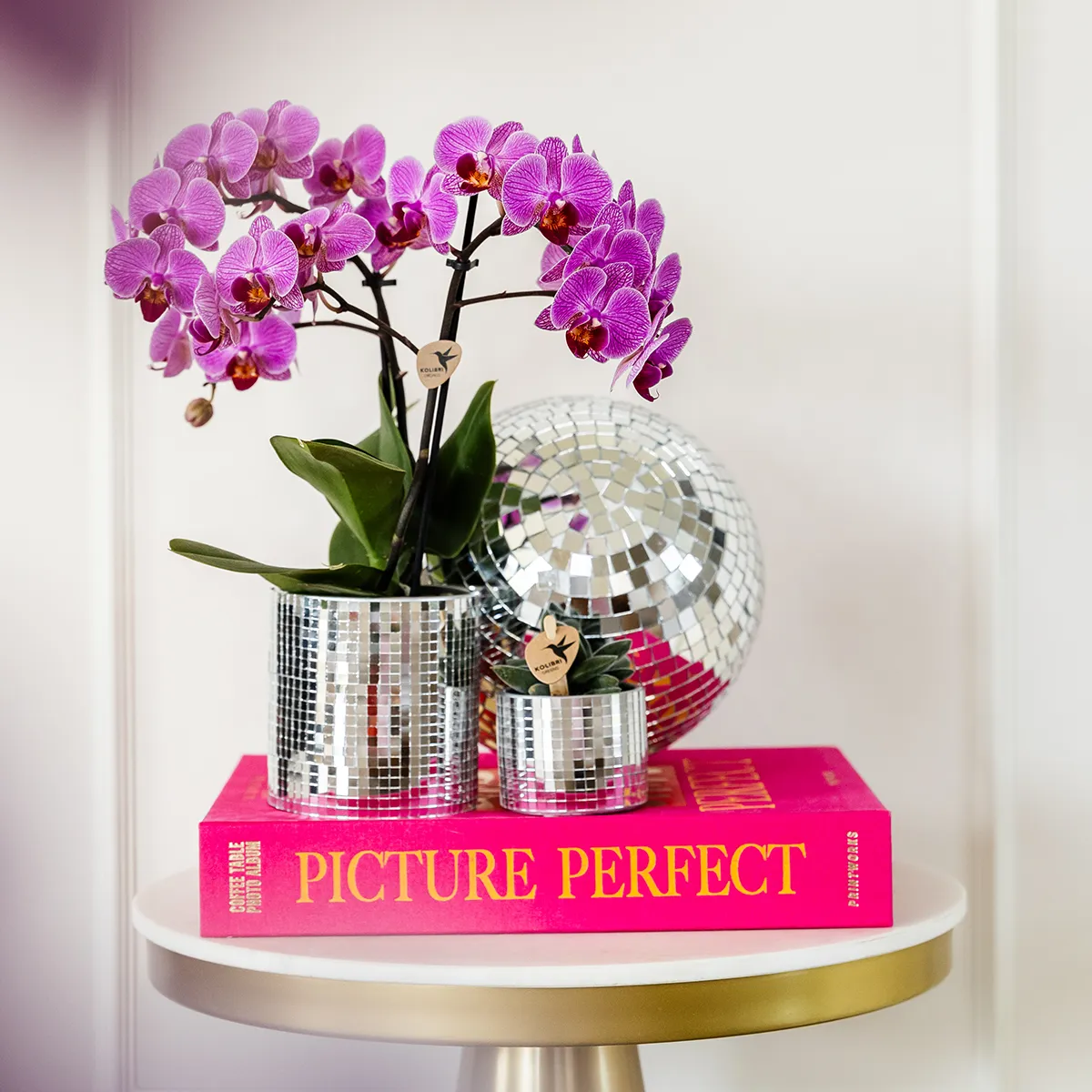 Plant and Stories Phalaenopsis Vienne orchidée violette lot de 2