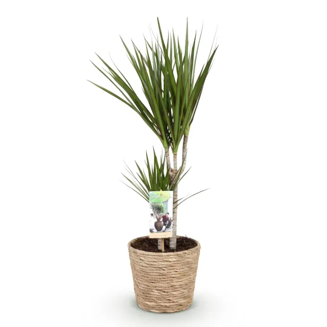 Plant and Stories Dracaena Marginata plante d’intérieur pot 17cm bord rouge