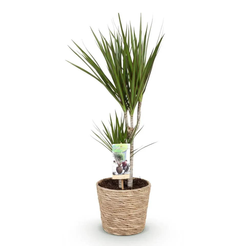 Plant and Stories Dracaena Marginata plante d’intérieur pot 17cm bord rouge