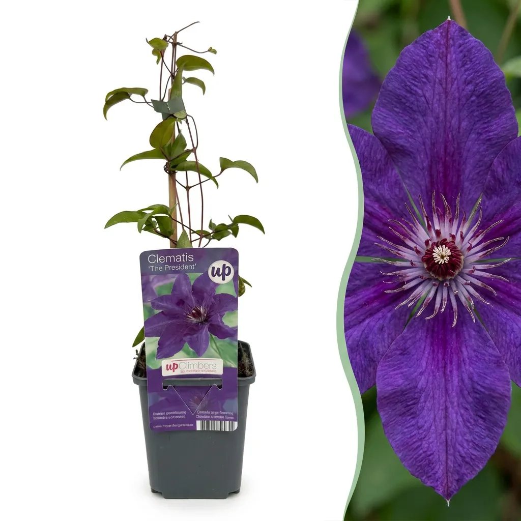 Plant and Stories Clematite The President grimpante lot 4 plants fleurs bleu