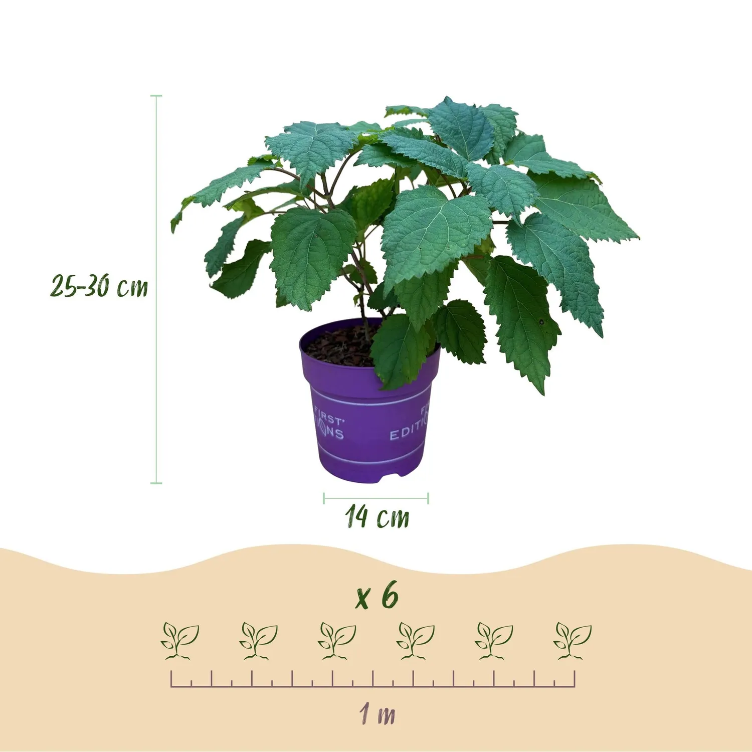Plant and Stories FlowerWOW hortensia blanc pot 14 cm 1 plant