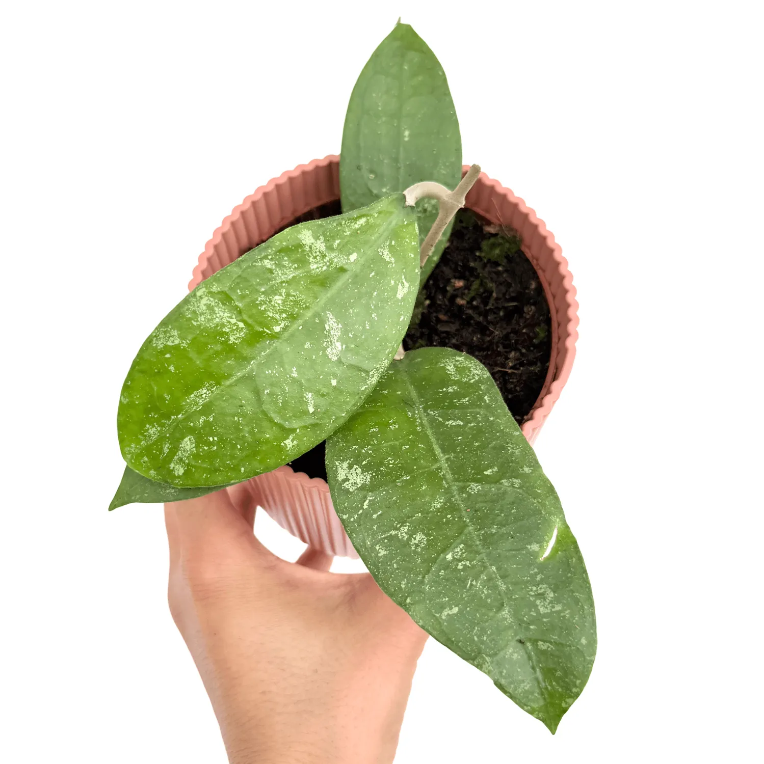 Plant and Stories Hoya aff. Vitellina plante 9 cm