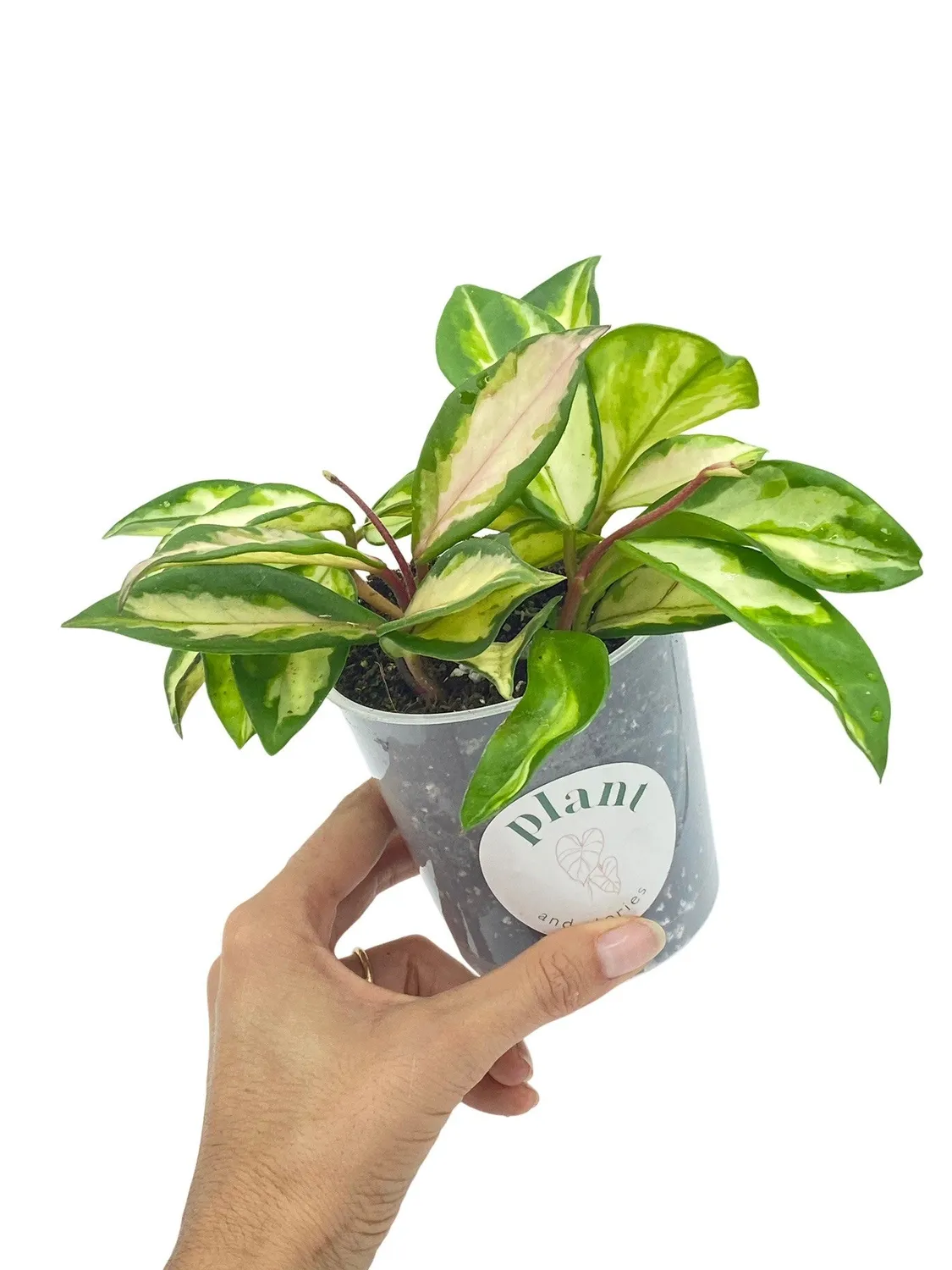 Plant and Stories Hoya Carnosa Krimson Princess plante pot 6 cm