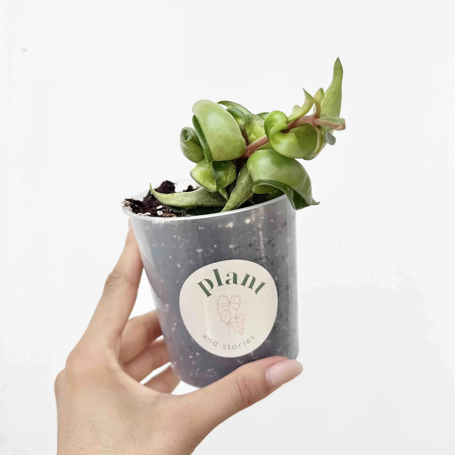 Plant and Stories Hoya Compacta Mauna Loa plante pot 6cm