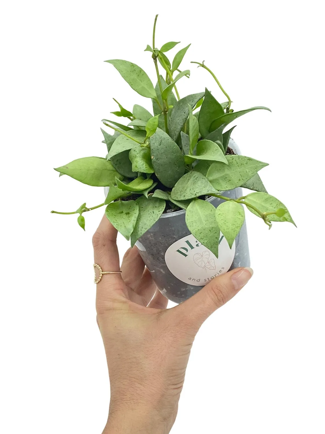 PLANT AND STORIES Hoya Lacunosa Mint plante intérieur pot 9 cm parfumée