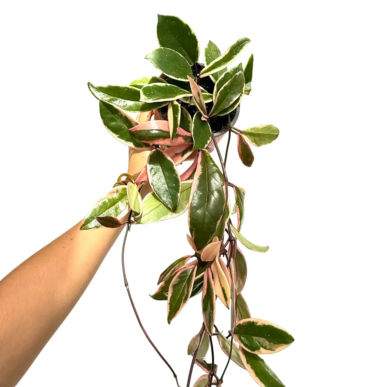 Plant and Stories Hoya Carnosa Flamingo Dream plante 6 cm rose