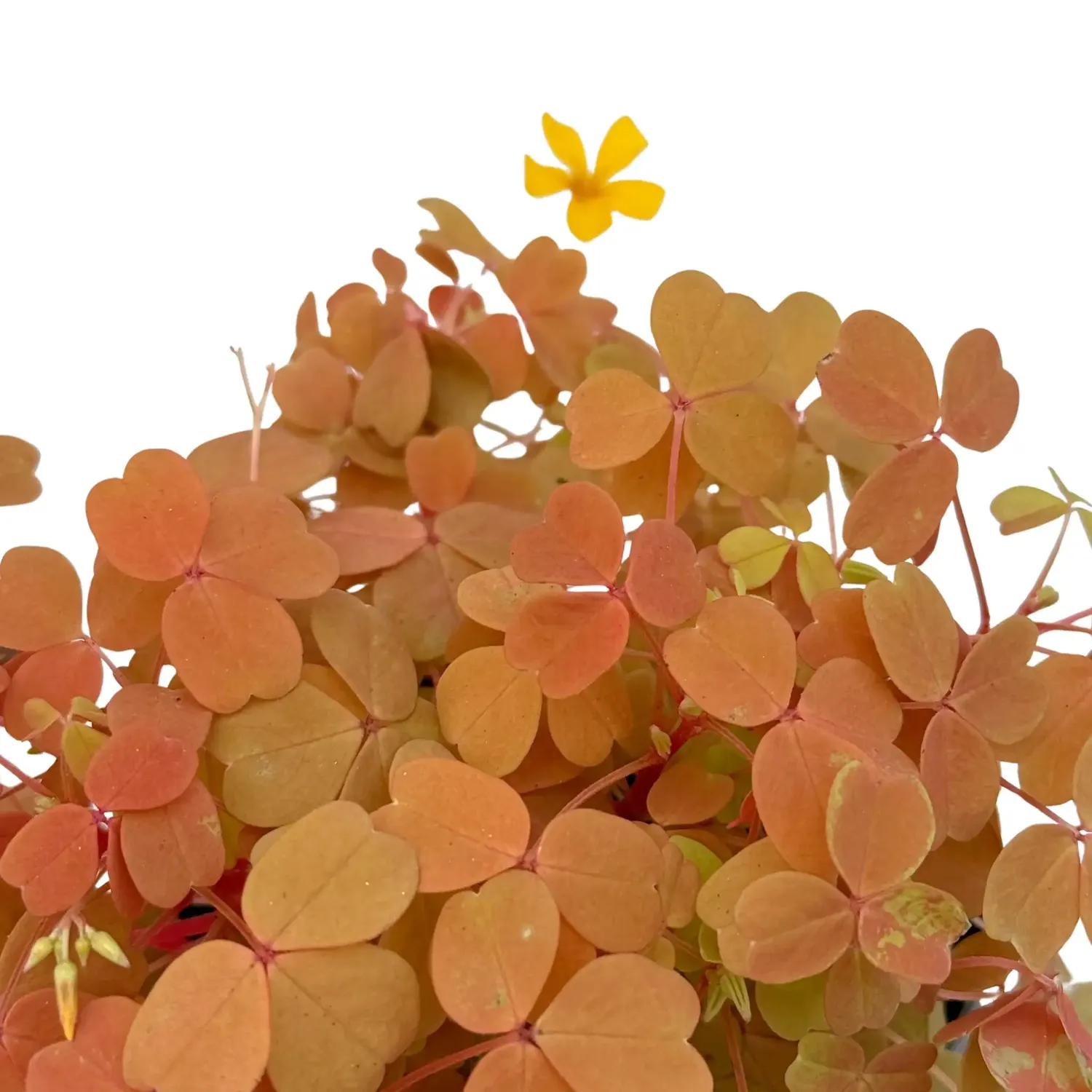 Plant and Stories Sunset Velvet oxalis vulcanicola pot 10cm cuivré