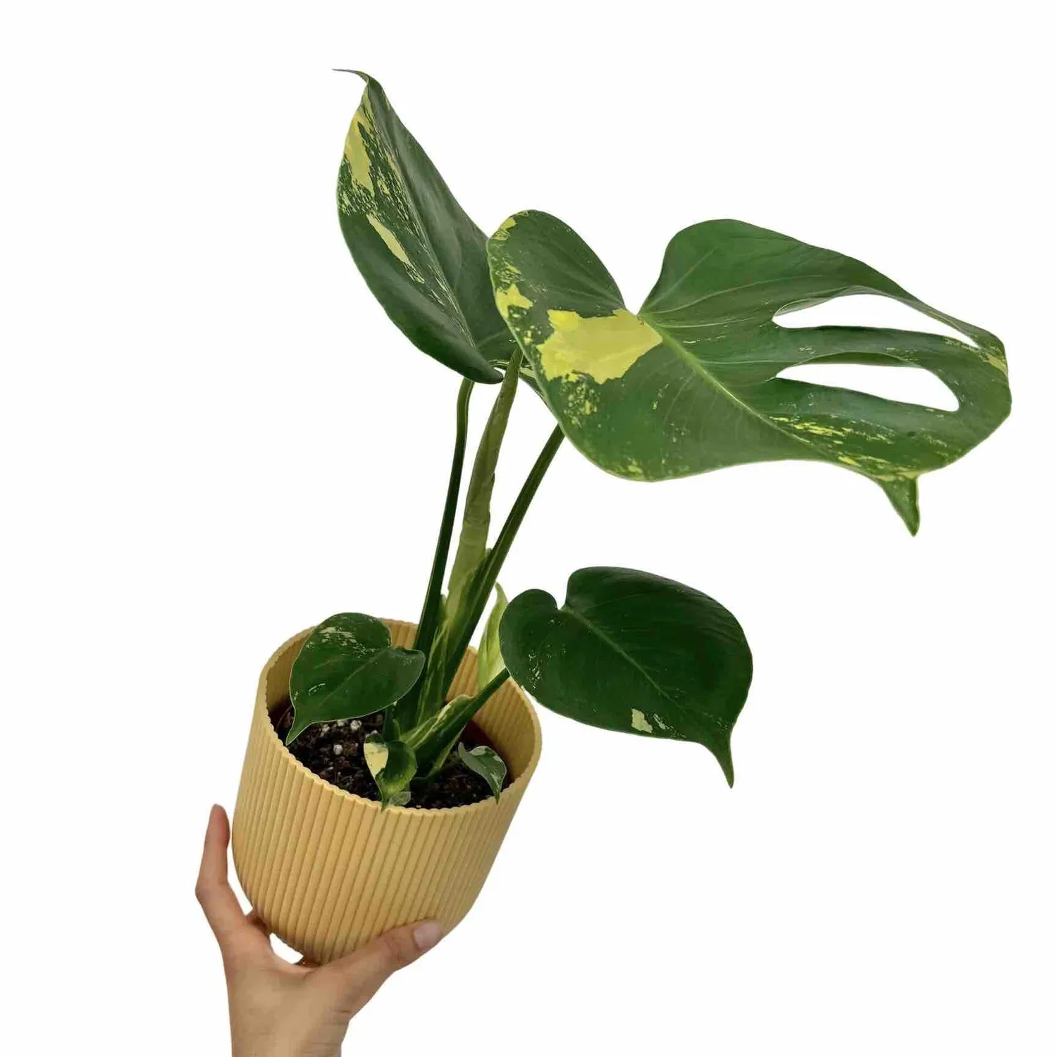 Plant and Stories Monstera Deliciosa Aurea plante d'intérieur pot 17cm panachée