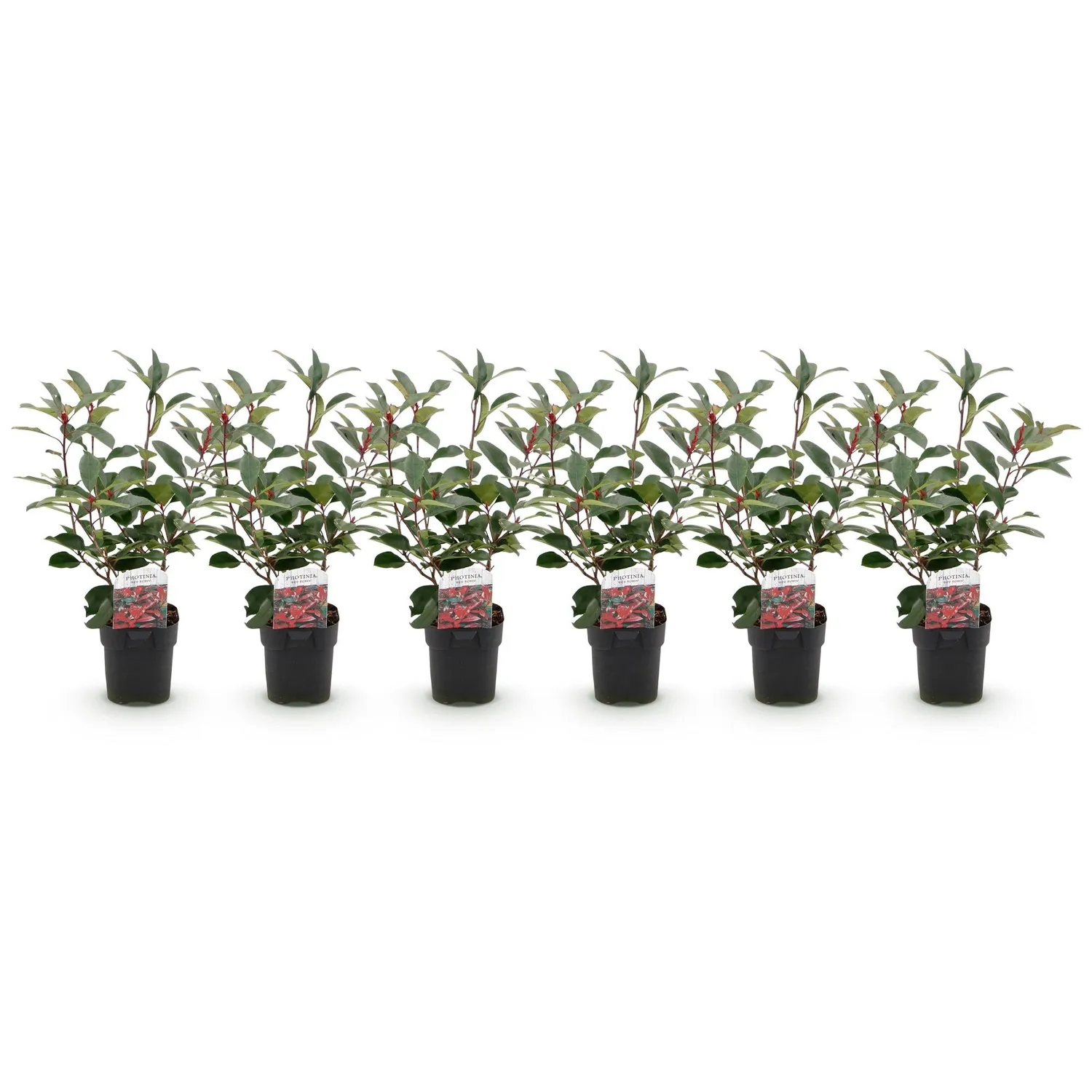 Plant and Stories Photinia Red Robin plante de haie lot 6 rouge