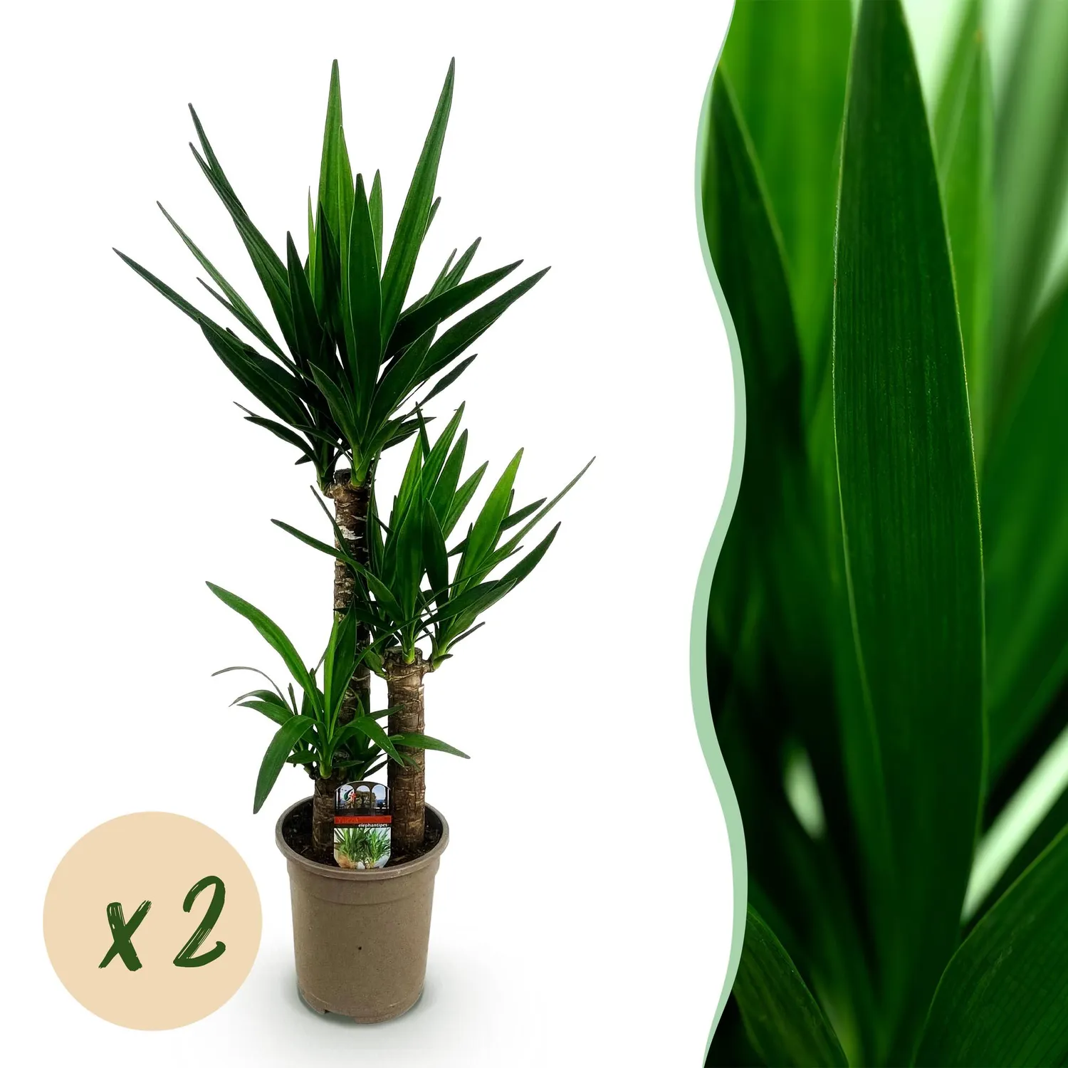 Plant and Stories Yucca Elephantipes plante 100 cm pot 21 cm