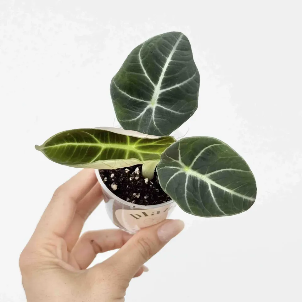 PLANT AND STORIES Black Velvet alocasia velours pot 12 cm