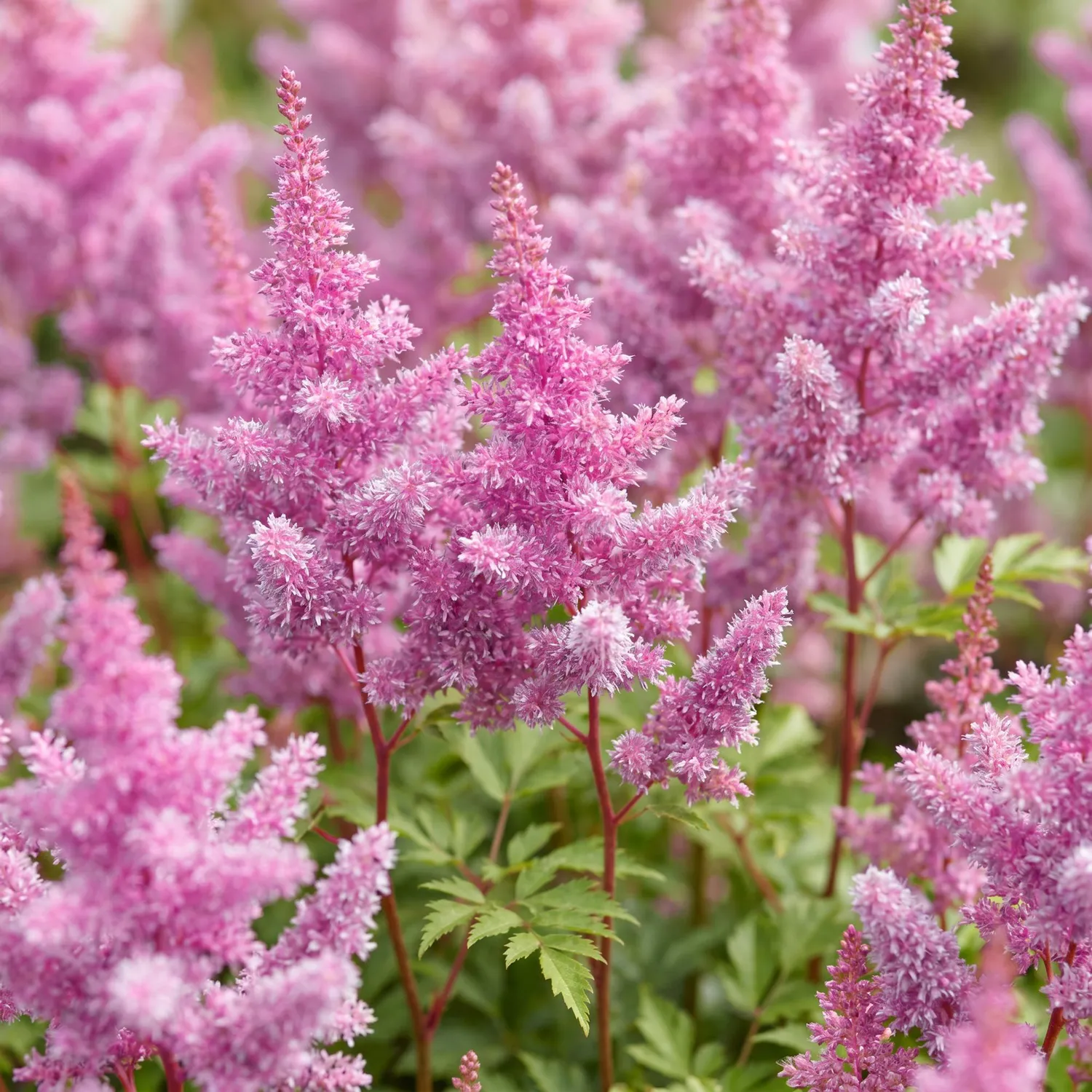 Plant and Stories Astilbe Pumila Vivace Ombre Pot 11cm 1 Plant