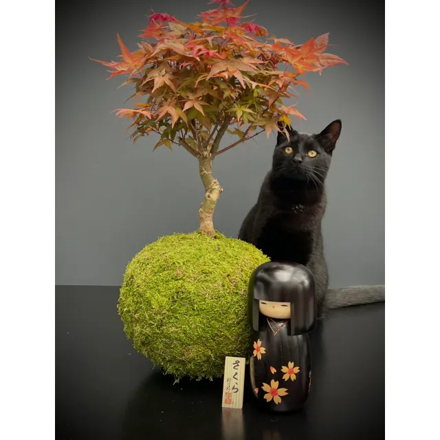 Oh My Green Erable kokedama taille L avec socle