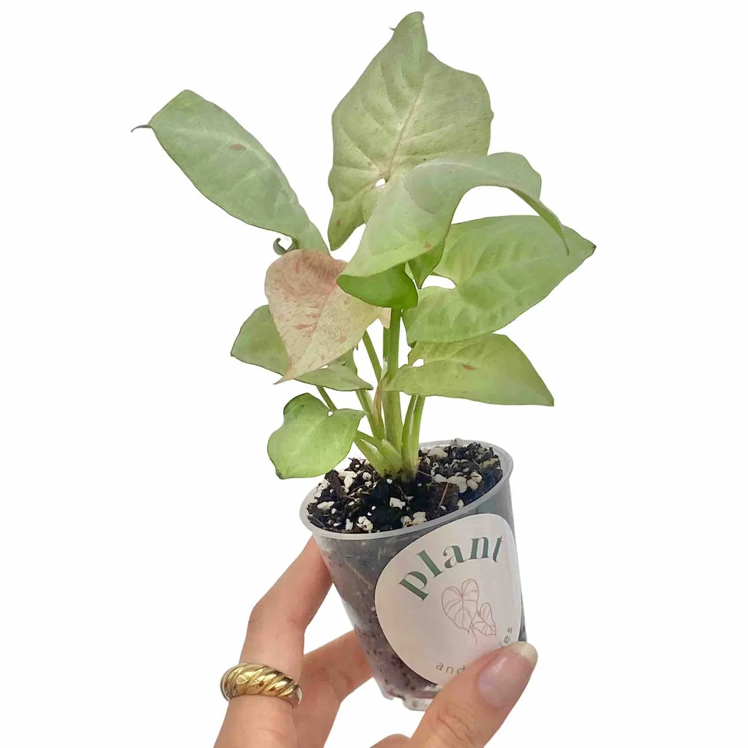 Plant and Stories Syngonium Confetti plante pot 6cm feuillage rose