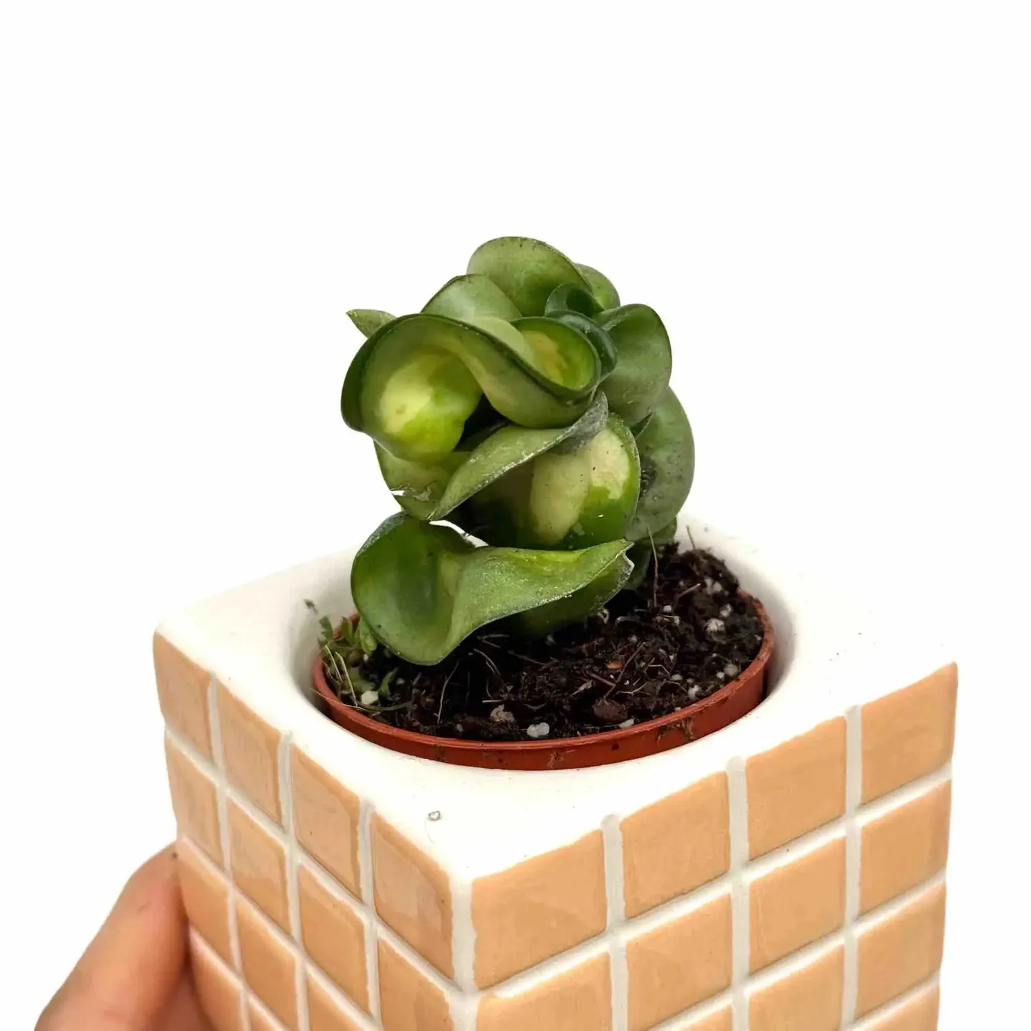 Plant and Stories Hoya Compacta Mauna Loa plante pot 6cm
