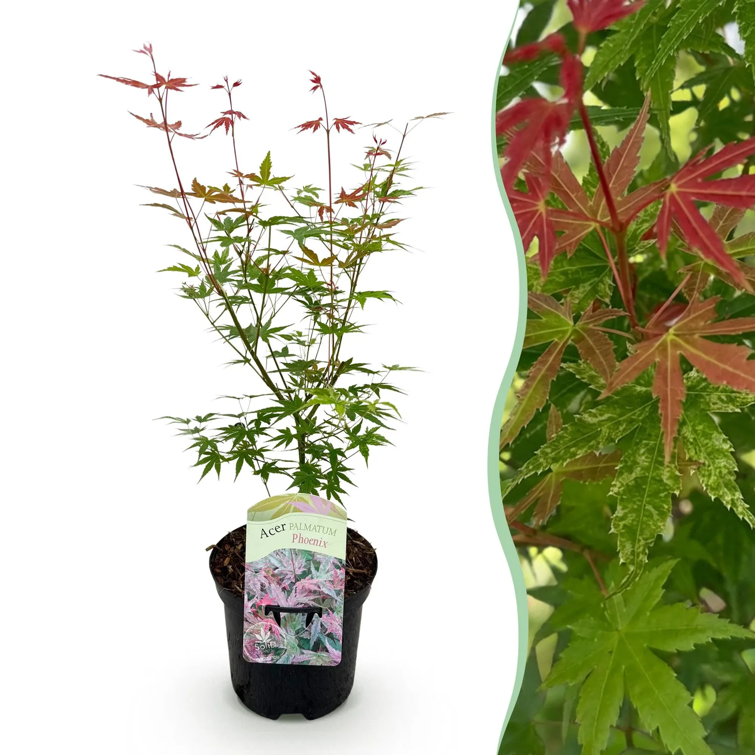 Plant and Stories Phoenix érable du Japon 70 cm pot 19 cm