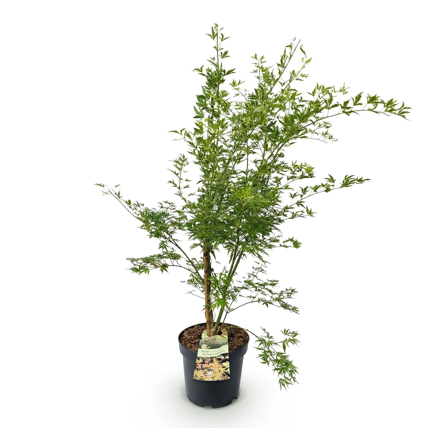 Plant and Stories Érable Methamorphosa pot 26 cm feuille rouge