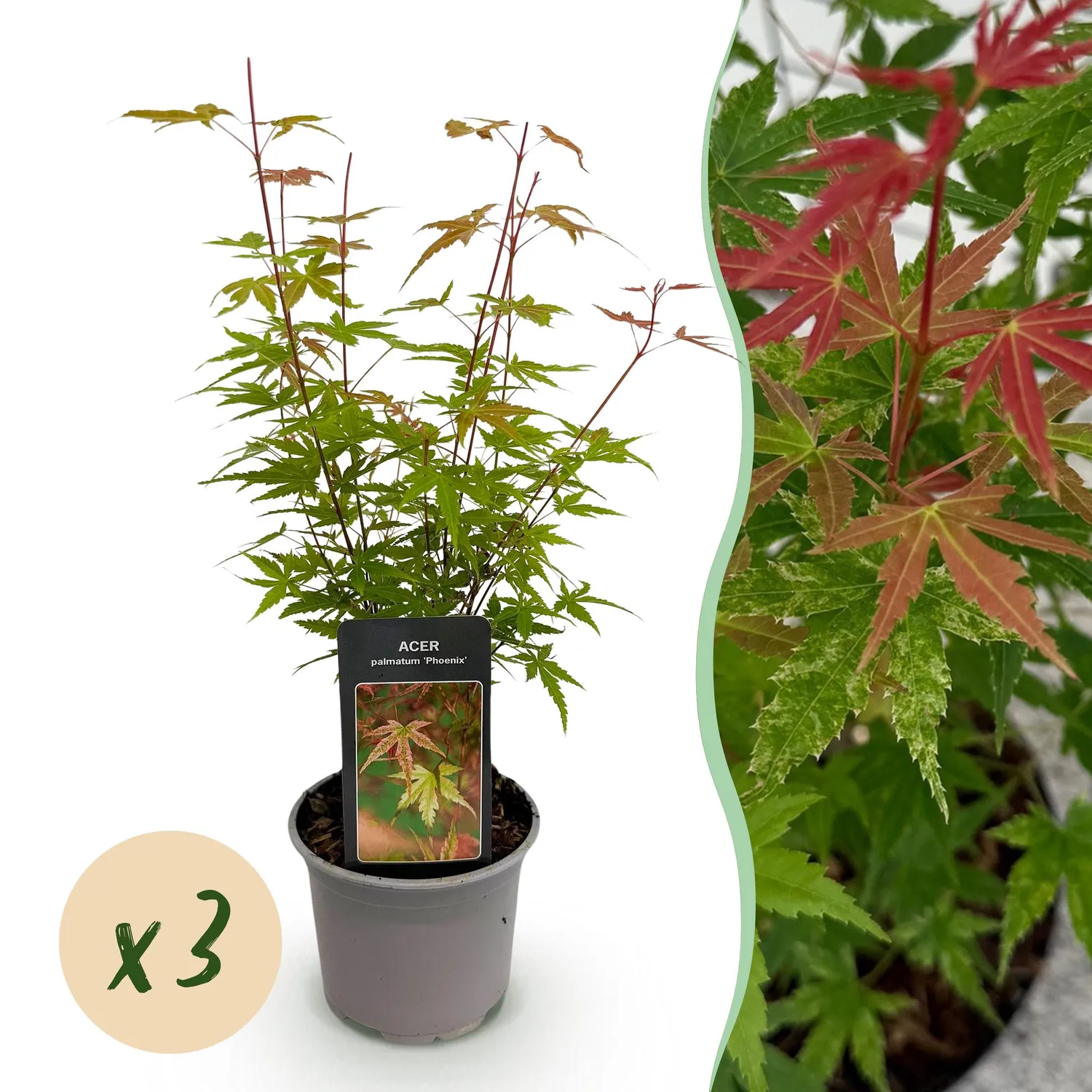 Plant and Stories Érable Japon Phoenix arbuste pot 12 cm orange