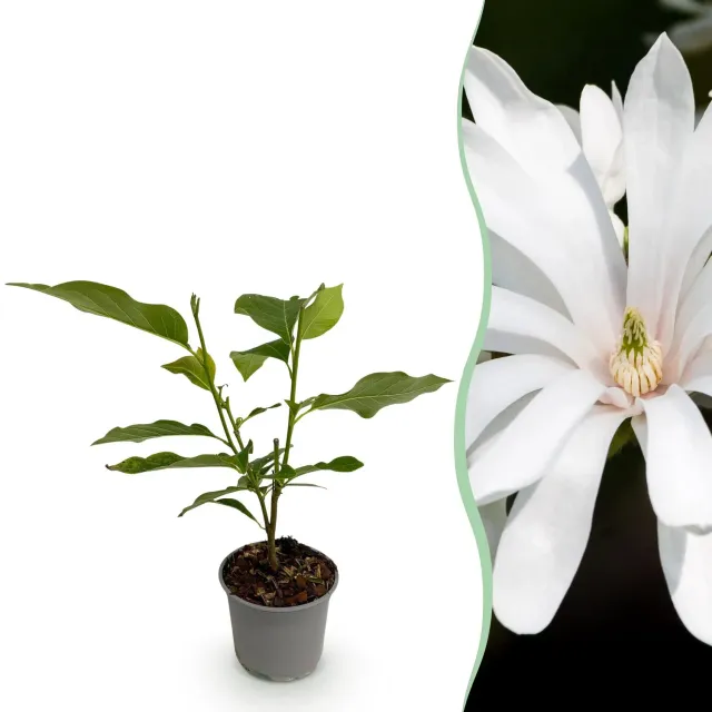 Plant and Stories Magnolia Royal Star arbuste fleuri pot 12 cm