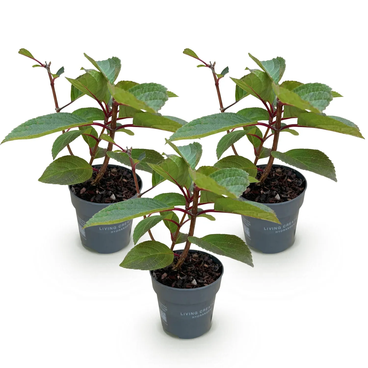 Plant and Stories Living Infinity hortensia arbuste 1 plant blanc-rose