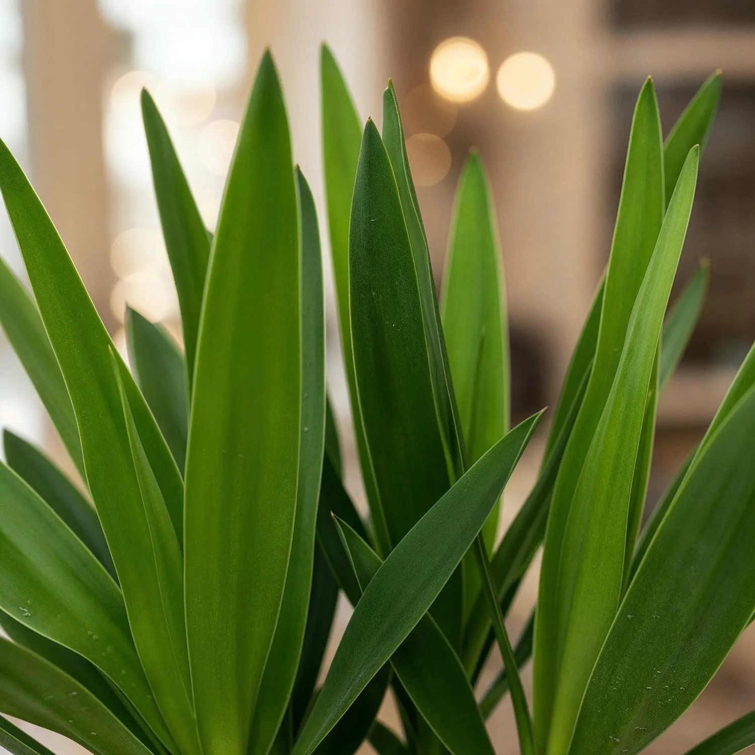 Plant and Stories Elephantipes yucca pot 14 cm 55 cm sans épine