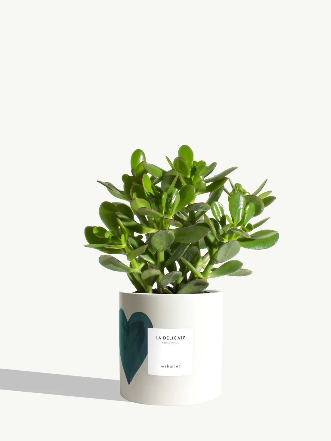 By Charlot La Délicate succulente pot M Crassula