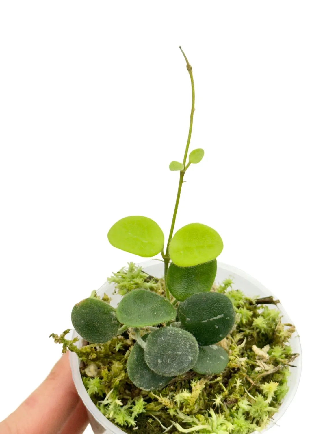 Plant and Stories Serpens hoya plante d'intérieur pot 6 cm