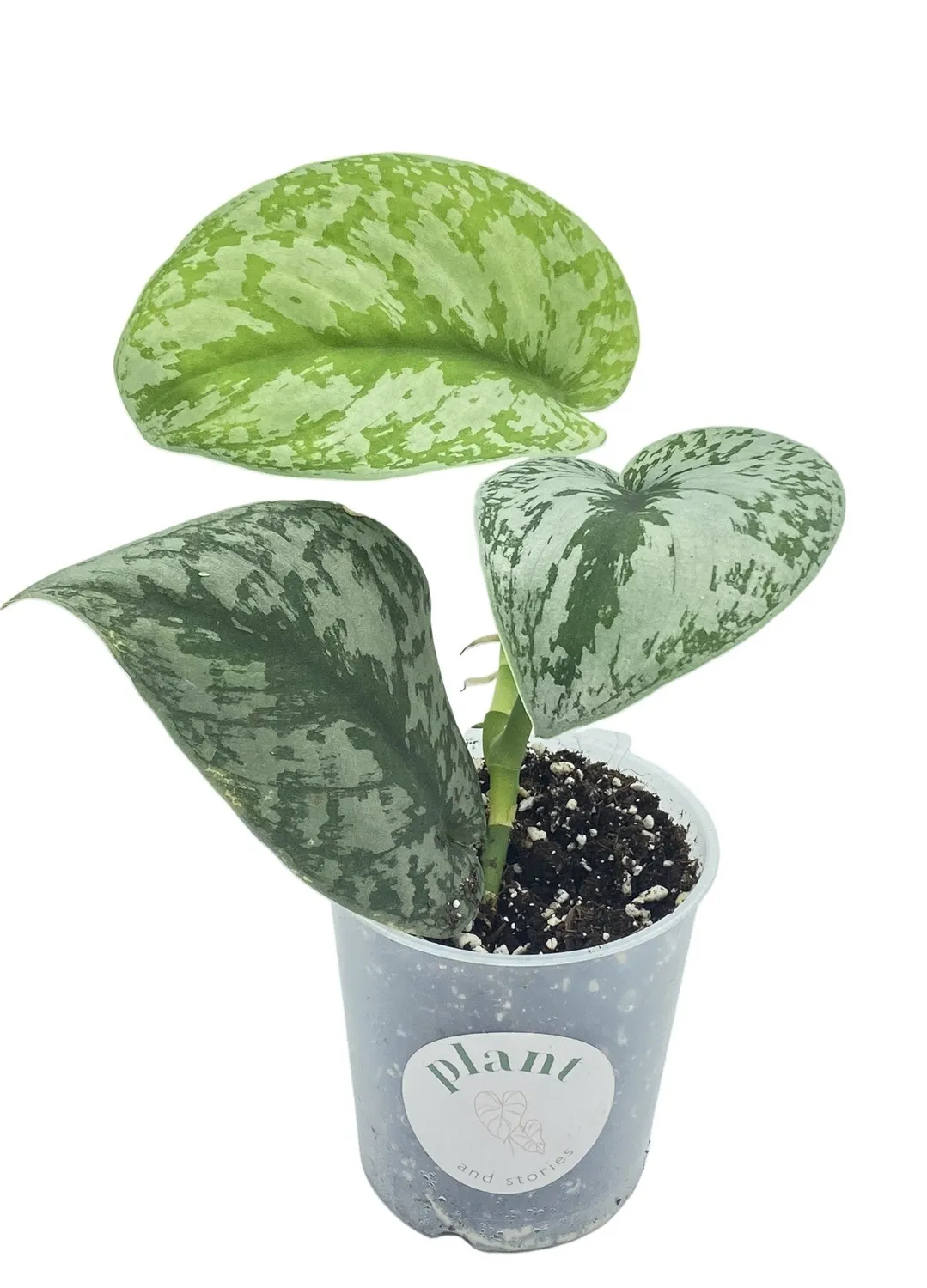 Plant and Stories Scindapsus Pictus Trebie plante retombante pot 12 cm