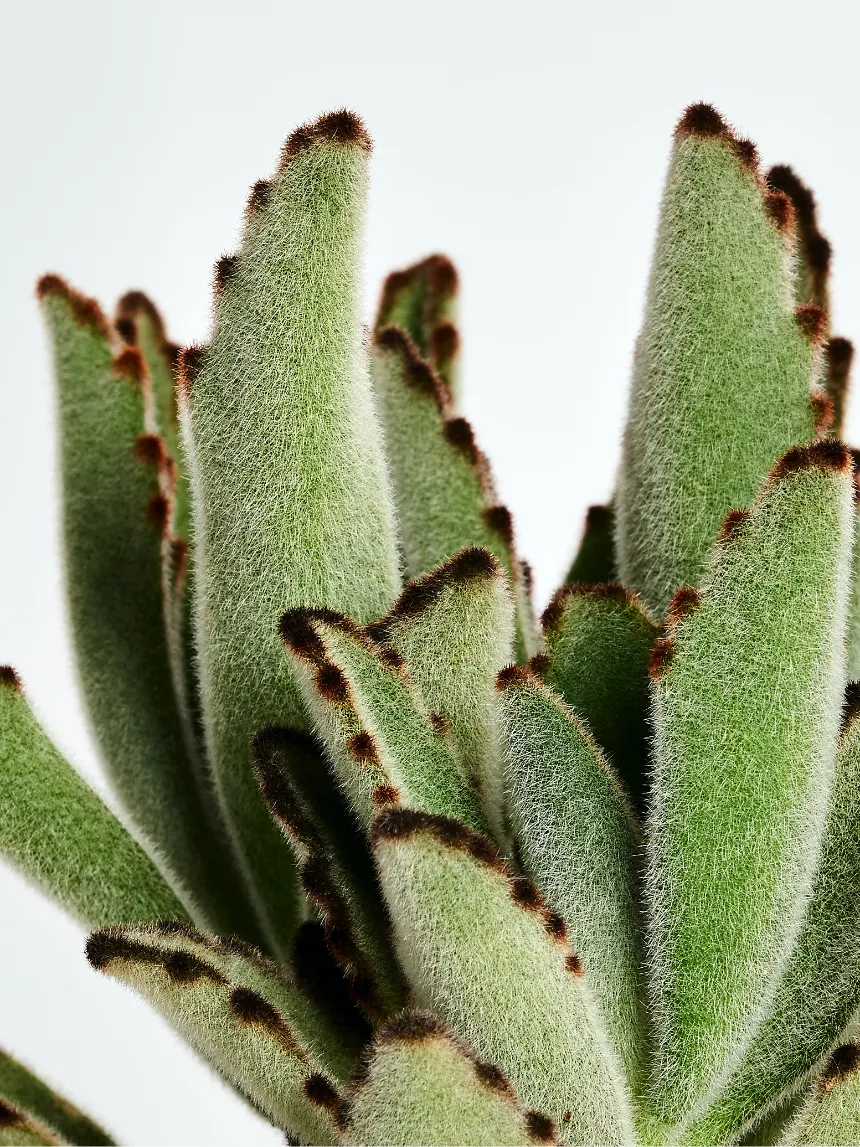By Charlot L'Espiègle kalanchoe recharge 10 cm
