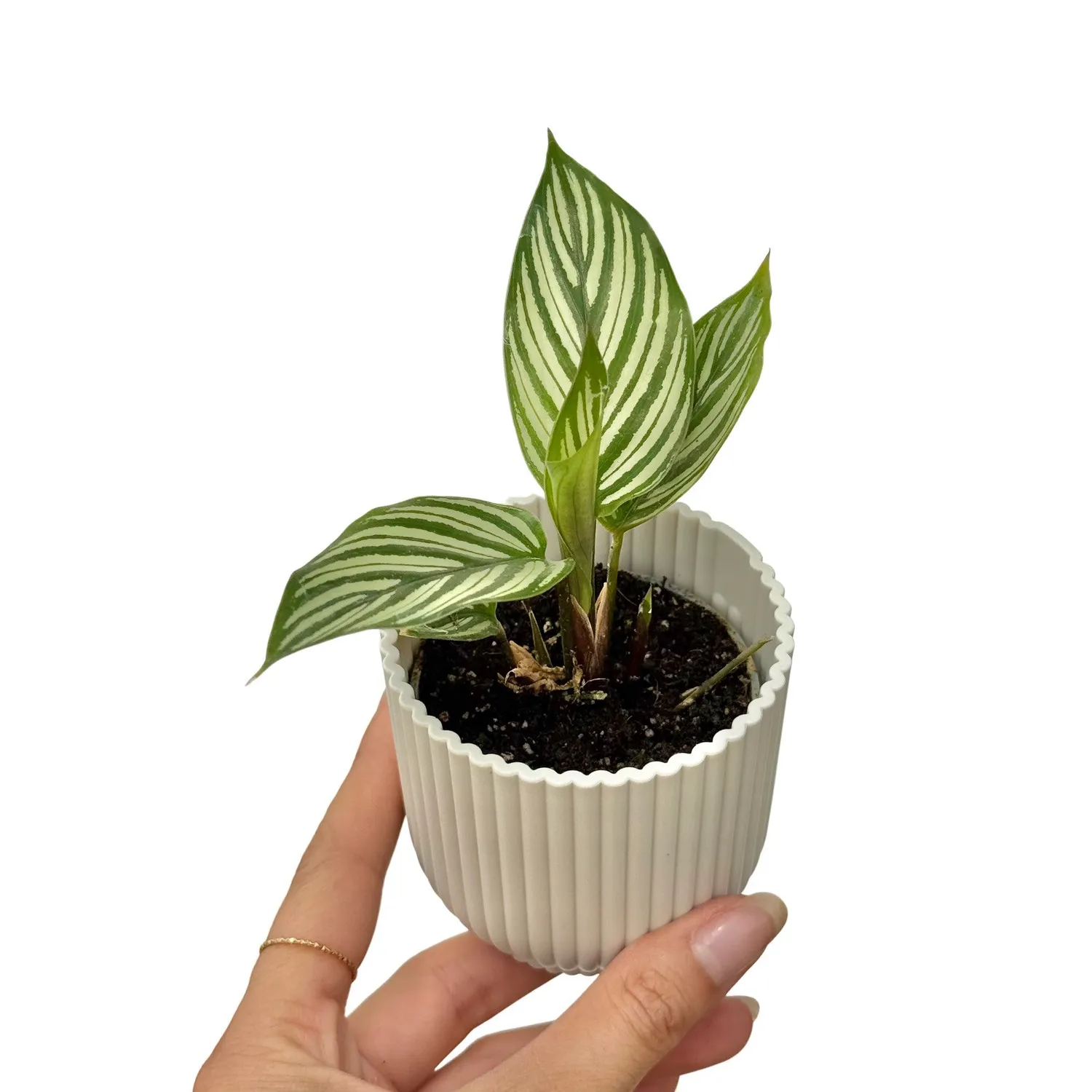 Plant and Stories Calathea Vittata plante pot 6 cm rayures