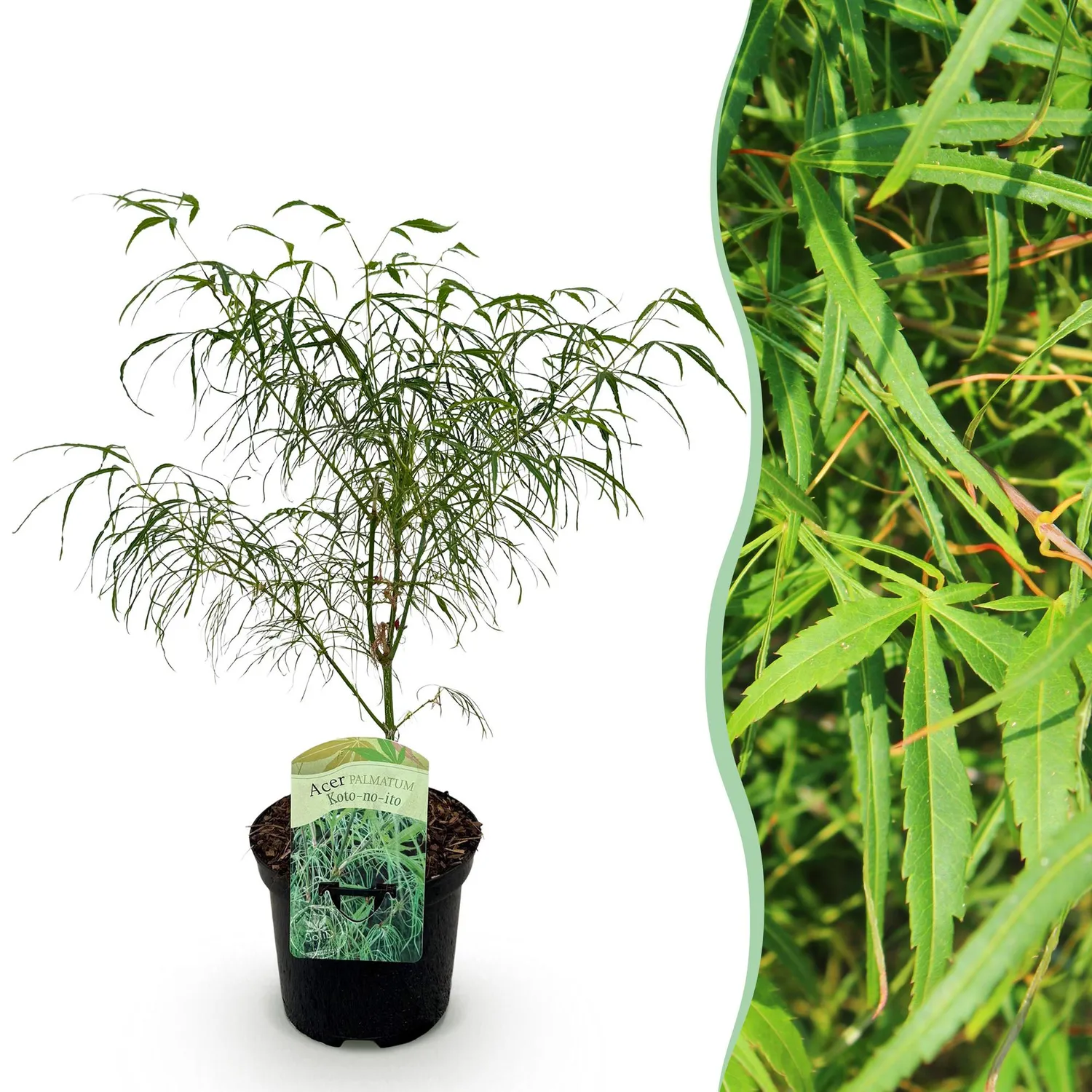 Plant and Stories Acer Koto-no-ito érable japonais pot 19 cm 70 cm