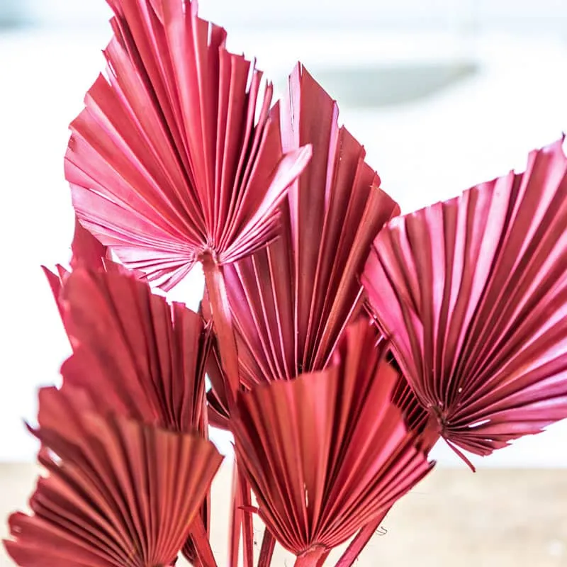 Réconciliation Végétale Palm Spear bouquet fleurs séchées rouge x10