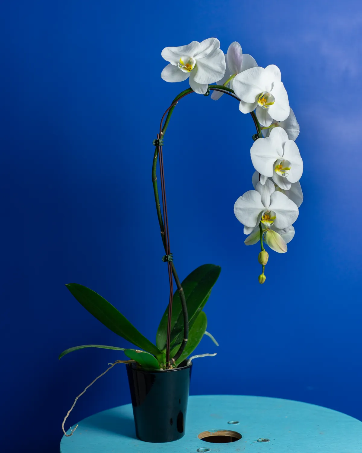 Orchidées de Prestige Brut Cascade Blanc orchidée pot 12 cm