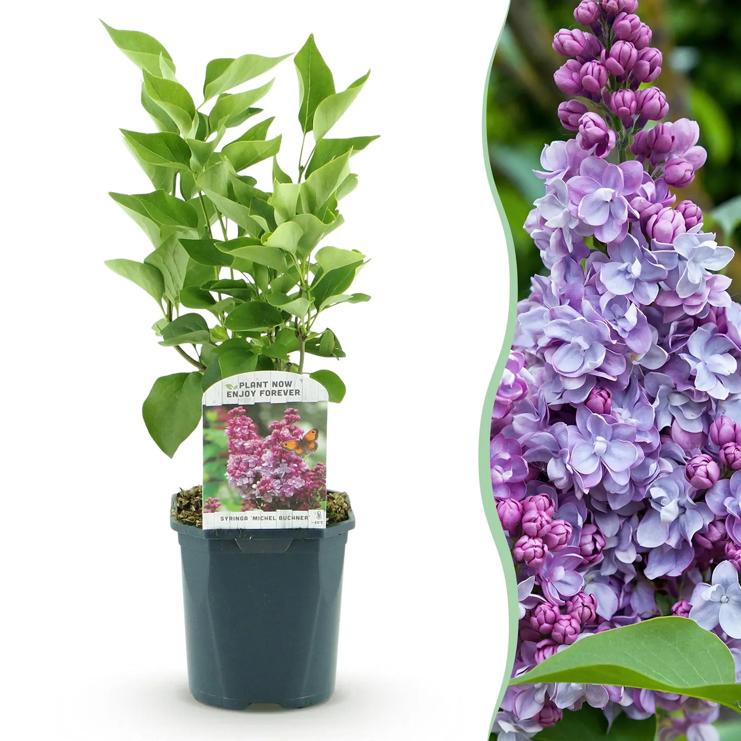 Plant and Stories Syringa Michel Buchner lilas parfumé 45 cm