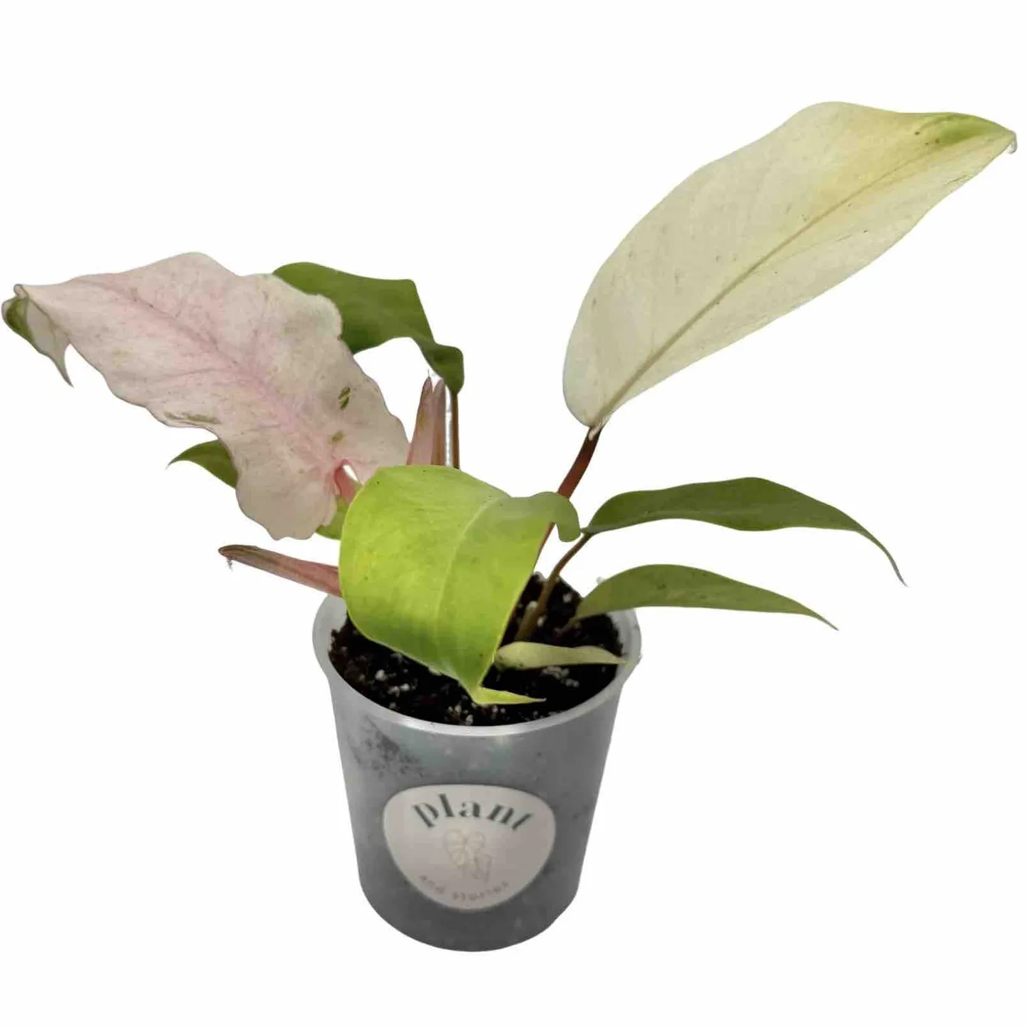 Plant and Stories Snowdrift philodendron plante pot 6 cm marbré