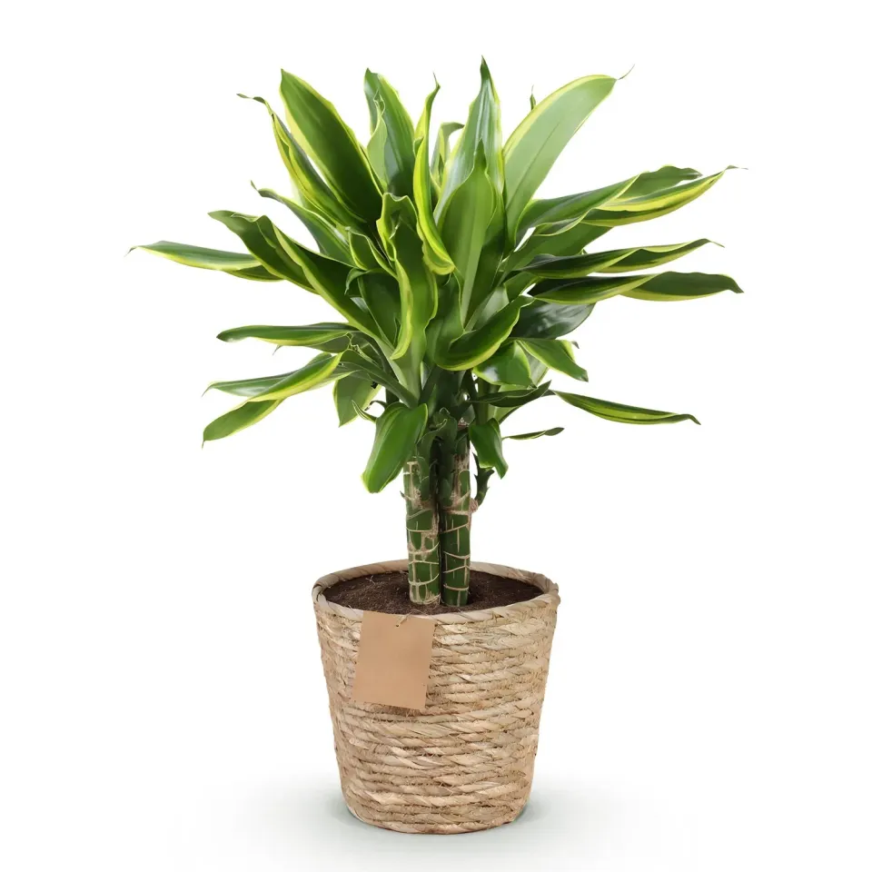 PLANT AND STORIES Dracaena Golden Coast plante intérieur pot 17 cm 50 cm