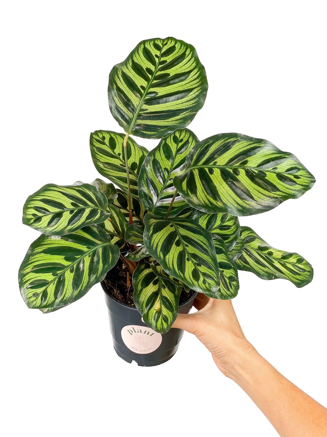 Plant and Stories Makoyana calathea pot 6 cm paon