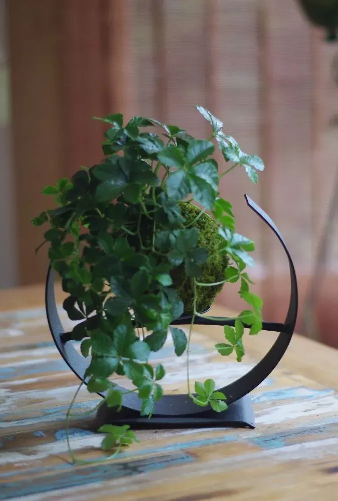 AQUAPHYTE Striata kokedama Ni vigne tropicale 10 cm
