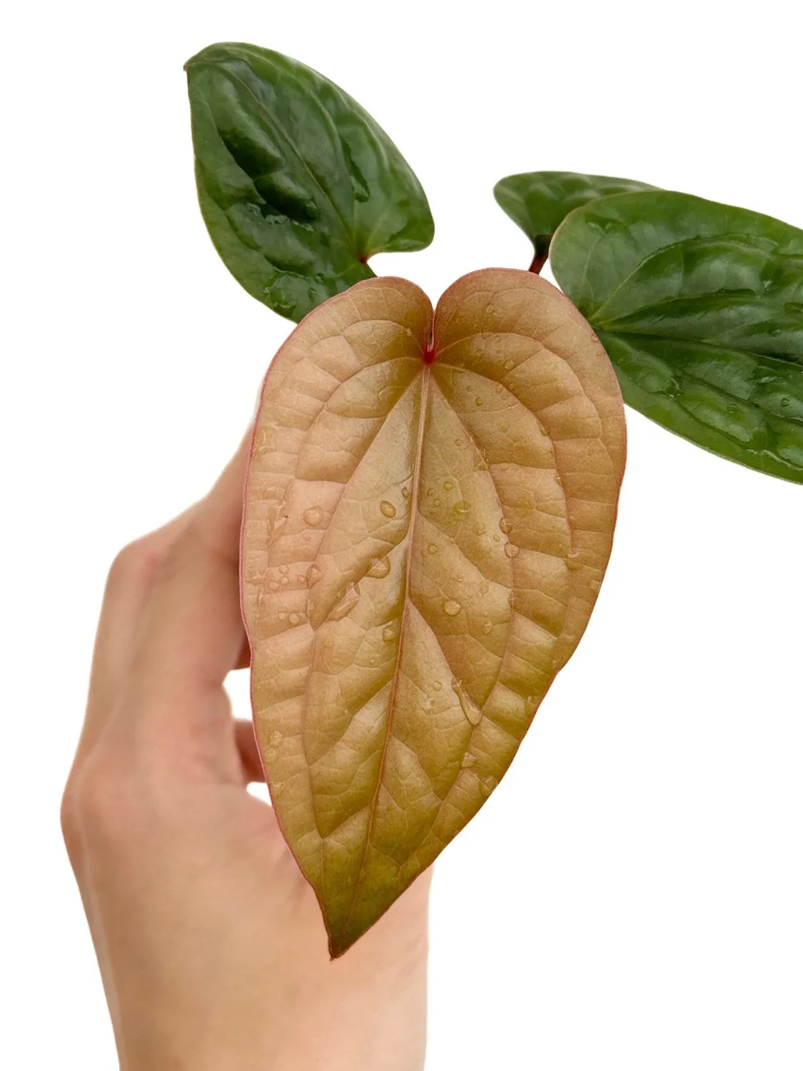 Plant and Stories Anthurium Radicans x Luxurians plante pot 6 cm