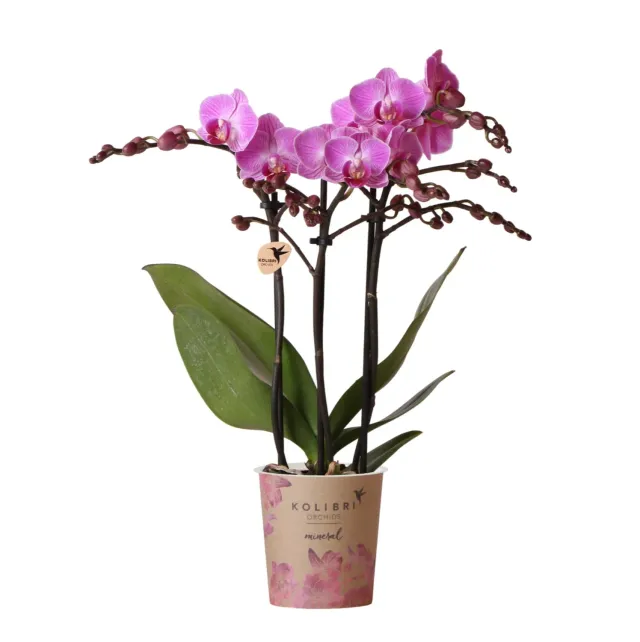 Plant and Stories Phalaenopsis Vienna orchidée 9 cm
