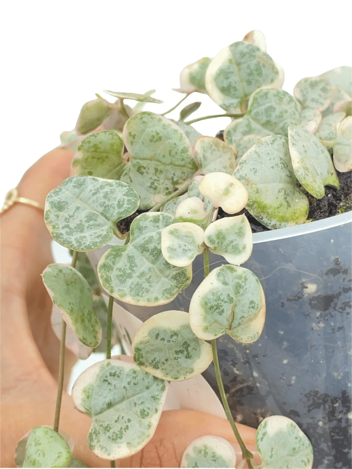 Plant and Stories Ceropegia Woodii Variegata plante pot 6cm retombante
