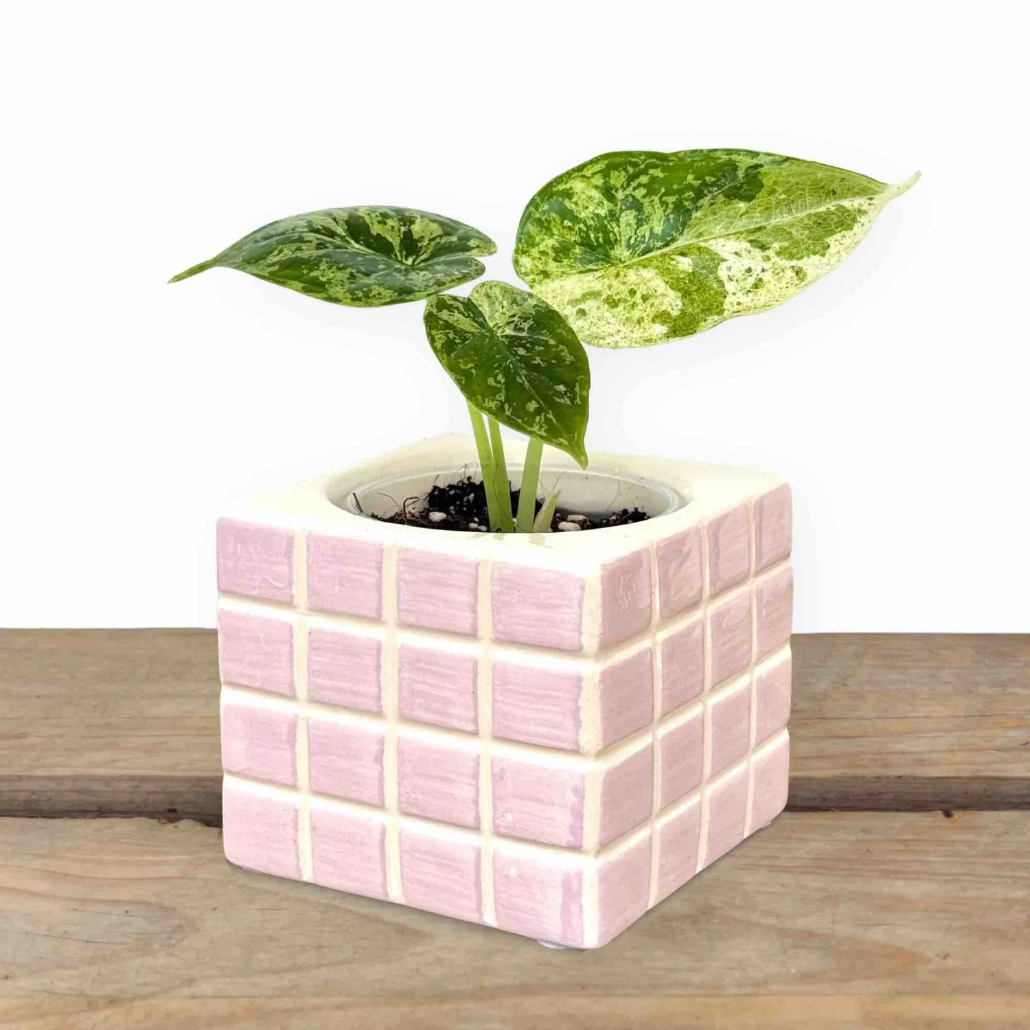 Plant and Stories Pixel cache-pot céramique abricot 6 cm