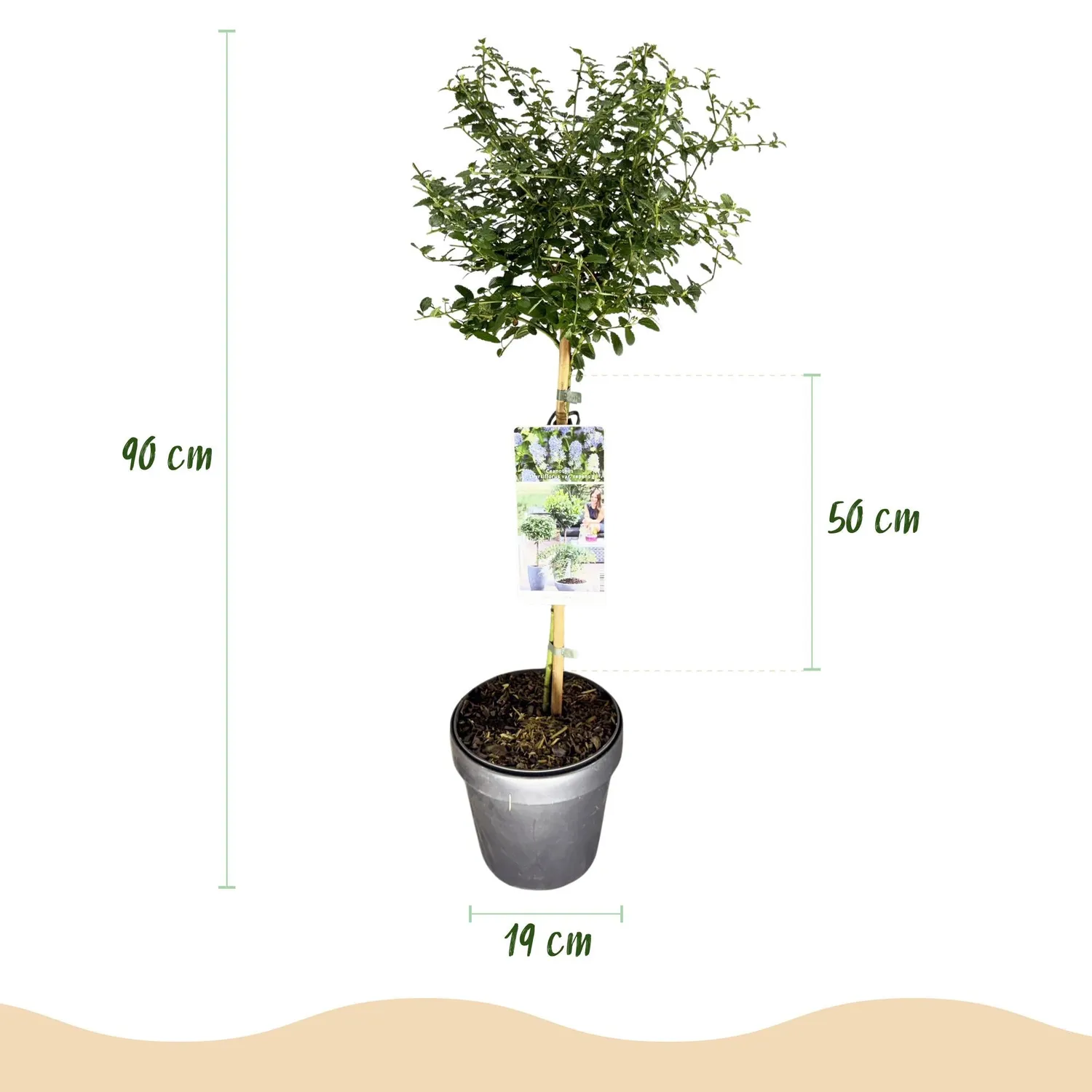 Plant and Stories Céanothe Repens arbuste fleuri pot 19 cm bleu
