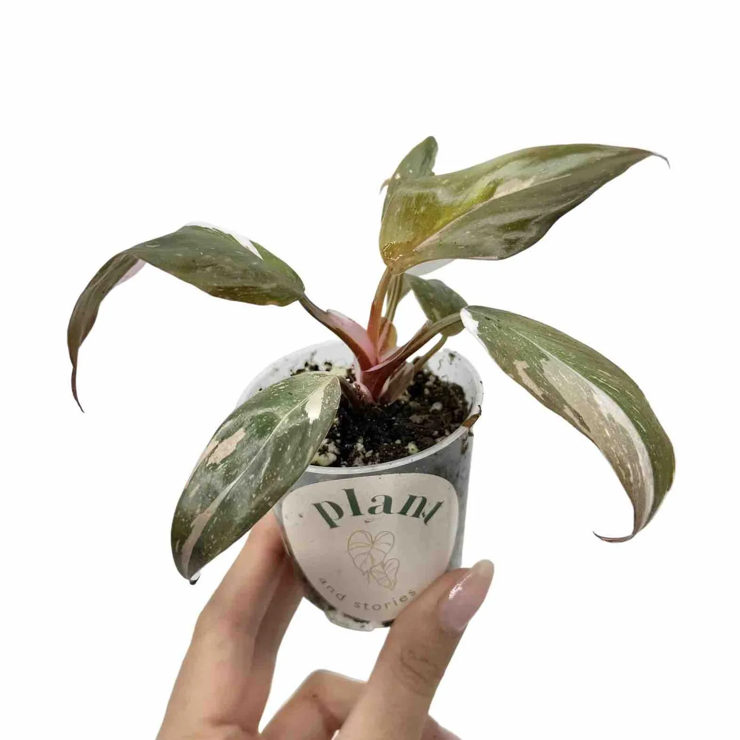 Plant and Stories Philodendron Red Anderson plante pot 6 cm rouge