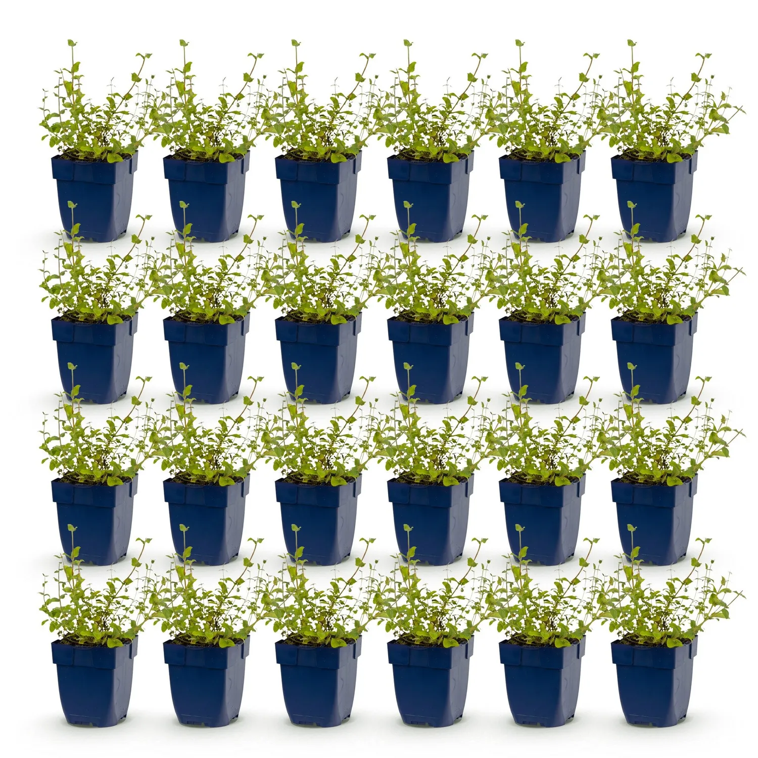 Plant and Stories Nepeta Grog népéta vivace pot 11 cm 1 plant