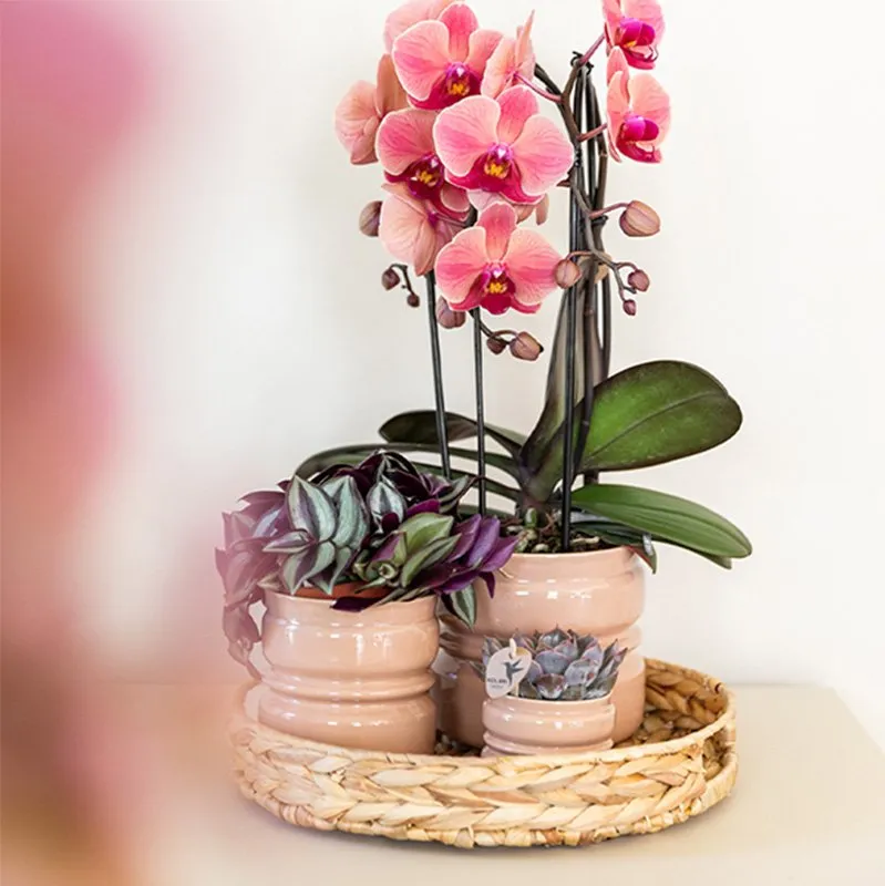 PLANT AND STORIES Phalaenopsis Narbonne orchidée pot 12 cm rose saumon